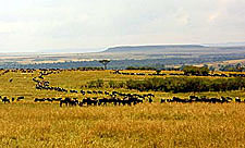 Kenya-Masai Mara-Masai Mara Equestrian Safari